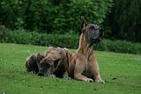 DOGUE ALLEMAND 853